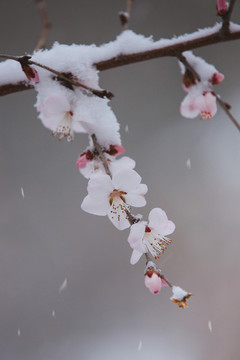 雪中的桃花