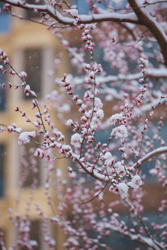 雪中的桃花