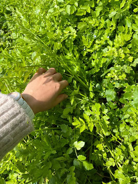 野芹菜