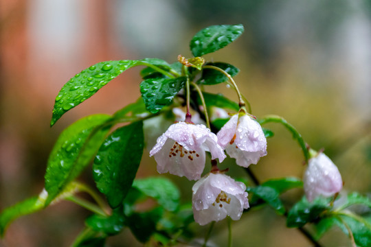 雨后海棠