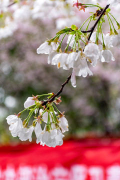 雨后樱花