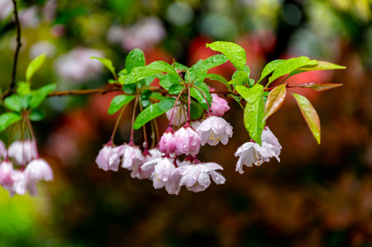 雨后海棠