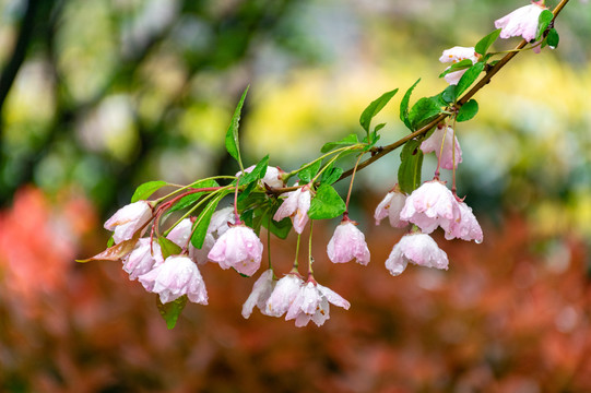 雨后海棠