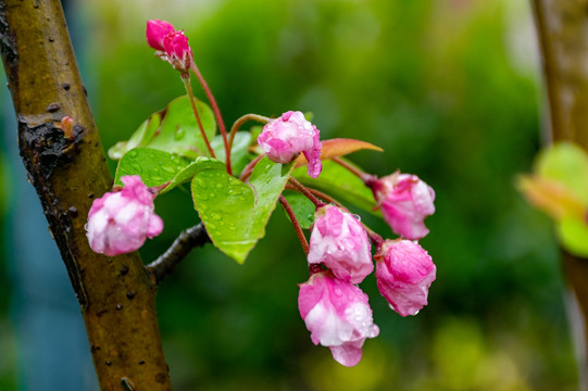 雨后海棠花