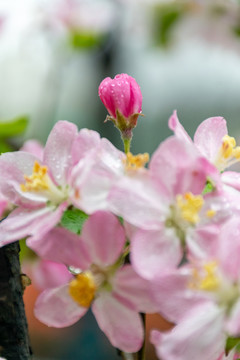 雨后海棠花