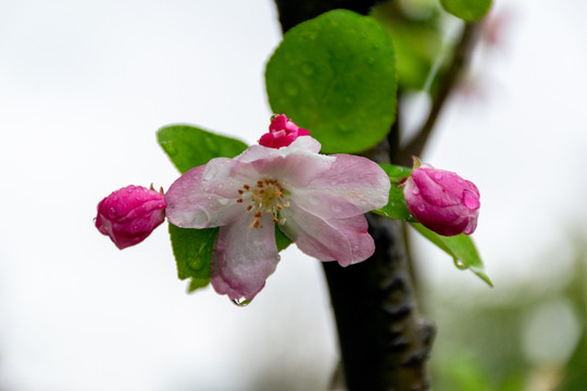 雨后海棠花
