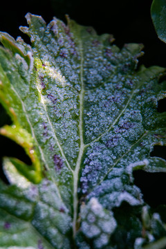 冰霜的植物