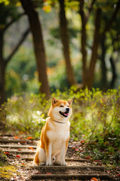 柴犬高清写真