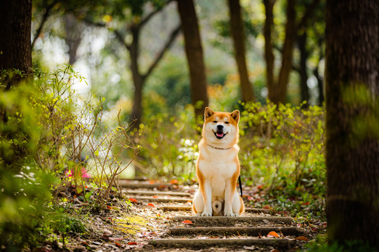 柴犬高清写真