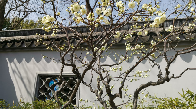 梅花