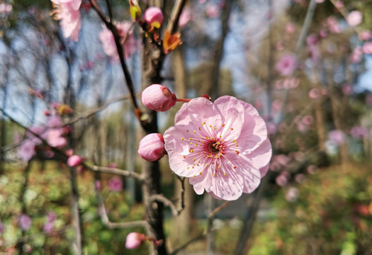 梅花樱花