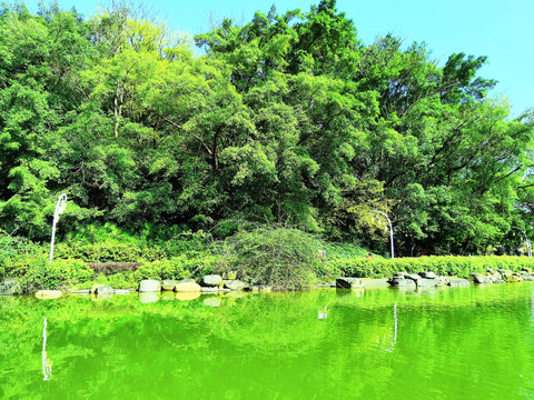 绿色池塘绿色树