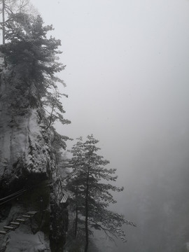 雪中松树