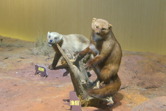 美洲野生动物标本貂熊和渔貂