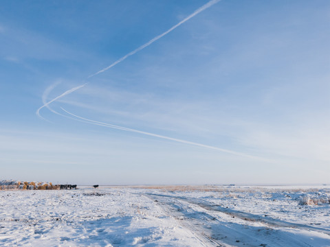 冬季草原牛群天空