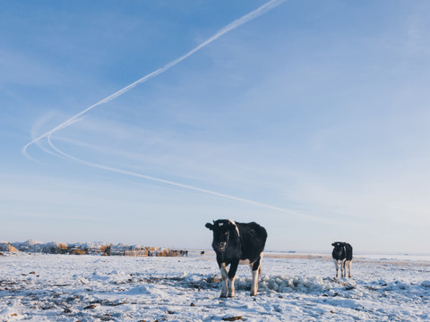 冬季草原牛群