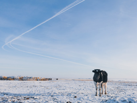 冬季草原小牛