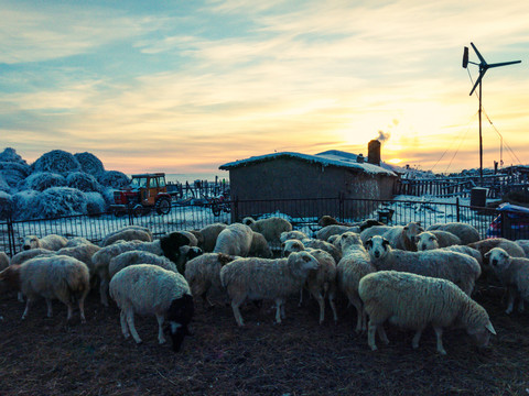 冬季羊群民居