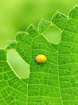 微距瓢虫与植物