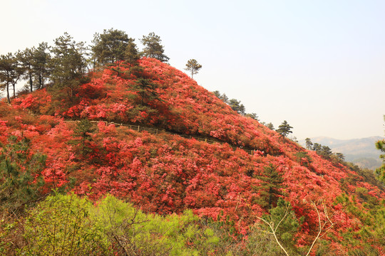 杜鹃花