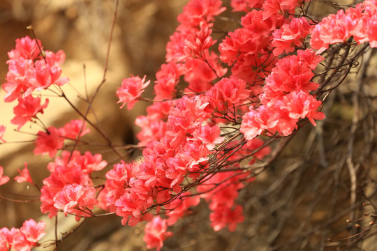 杜鹃花