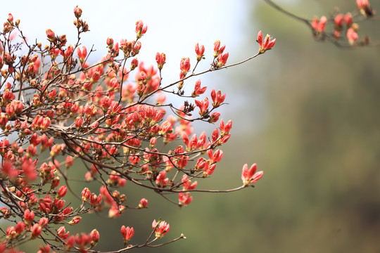 杜鹃花