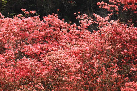 杜鹃花