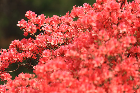 杜鹃花