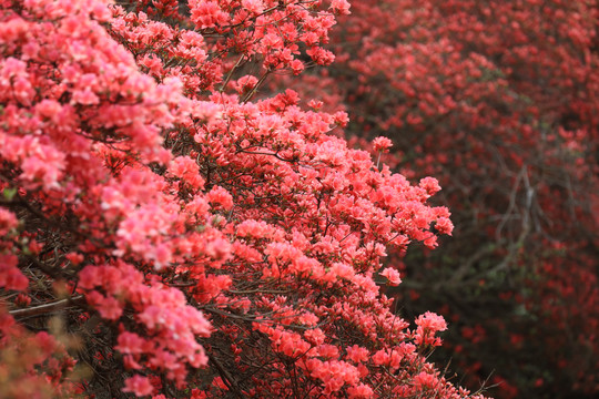 杜鹃花