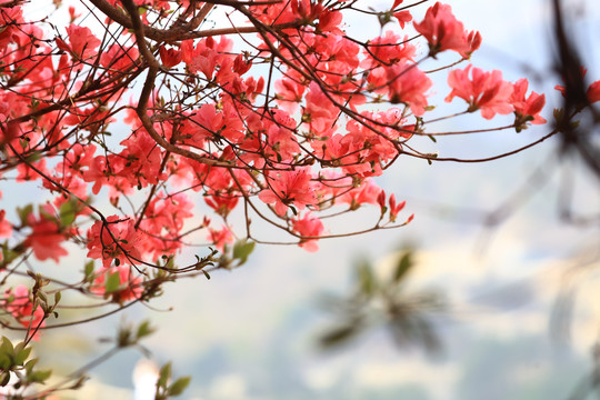 杜鹃花