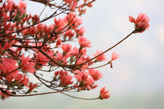 杜鹃花