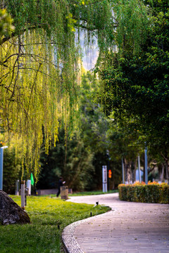 西昌街景风铃花西昌风景