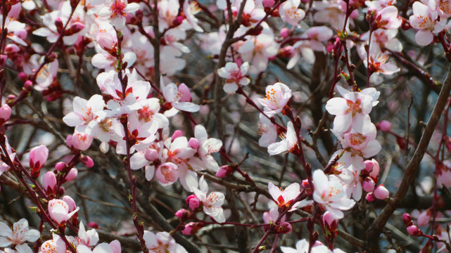 春天桃花桃树
