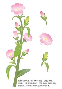 风铃花