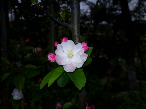 西府海棠