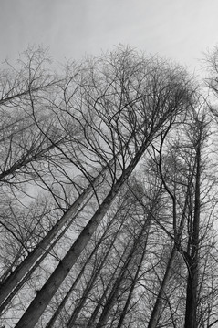 冬天树林