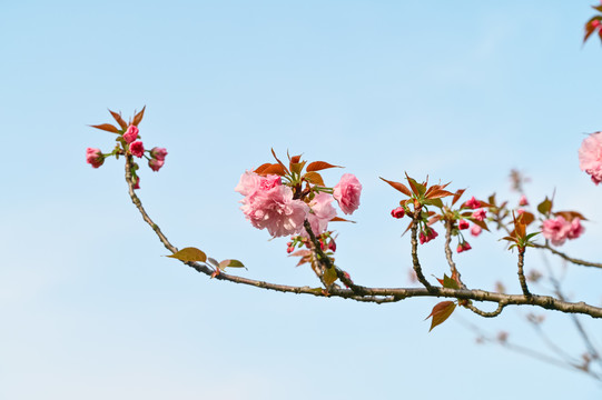 阳光下粉红色的八重樱日本晚樱