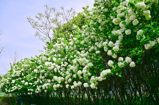 春天公园阳光下的木绣球花花海