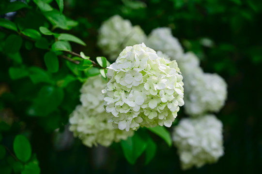 春天公园阳光下的木绣球花花海