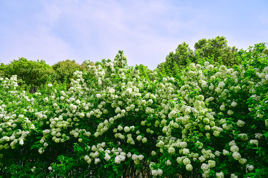 春天公园阳光下的木绣球花花海