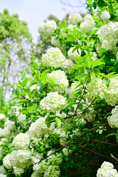 春天公园阳光下的木绣球花花海