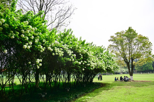 春天公园阳光下的木绣球花花海