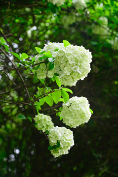 春天公园阳光下的木绣球花花海