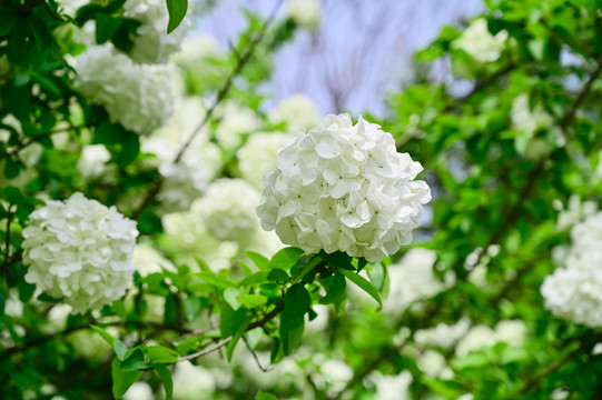 春天公园阳光下的木绣球花花海