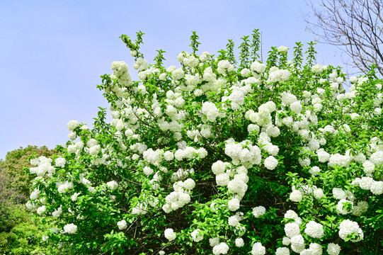 春天公园阳光下的木绣球花特写