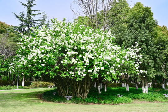 春天公园阳光下的木绣球花特写