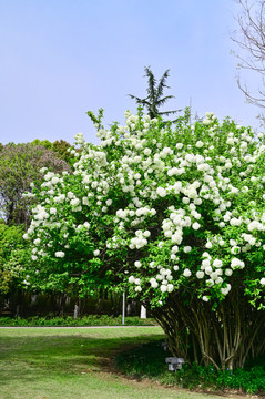 春天公园阳光下的木绣球花花海