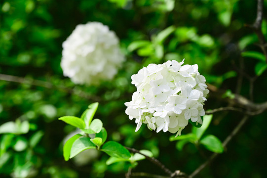 春天公园阳光下的木绣球花花海