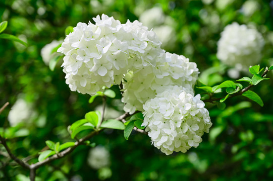 春天公园阳光下的木绣球花花海