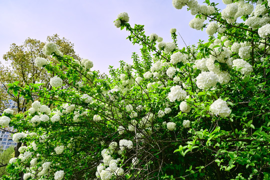 春天公园阳光下的木绣球花花海